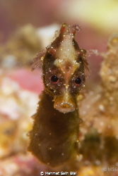 Severn's pygmy seahorse from Romblon. by Mehmet Salih Bilal 